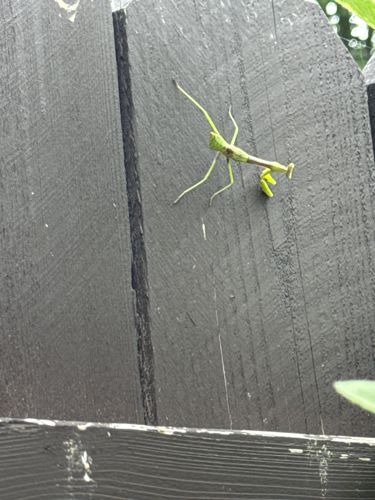 Praying Mantis