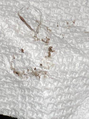 Bed Bug (Crushed)