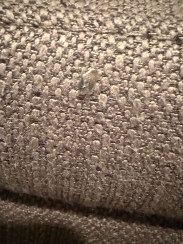 Carpet Beetle (Larva)