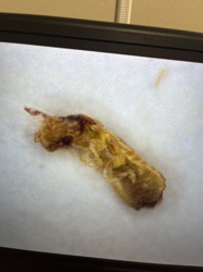 Case-bearing Clothes Moth Larva