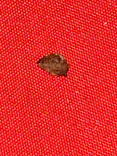 Household Casebearer Moth