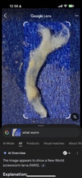 New World Screwworm (Larva)