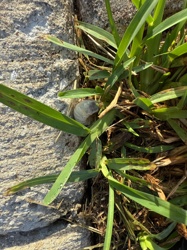 Grub Worm (specifically a scarab beetle larva)