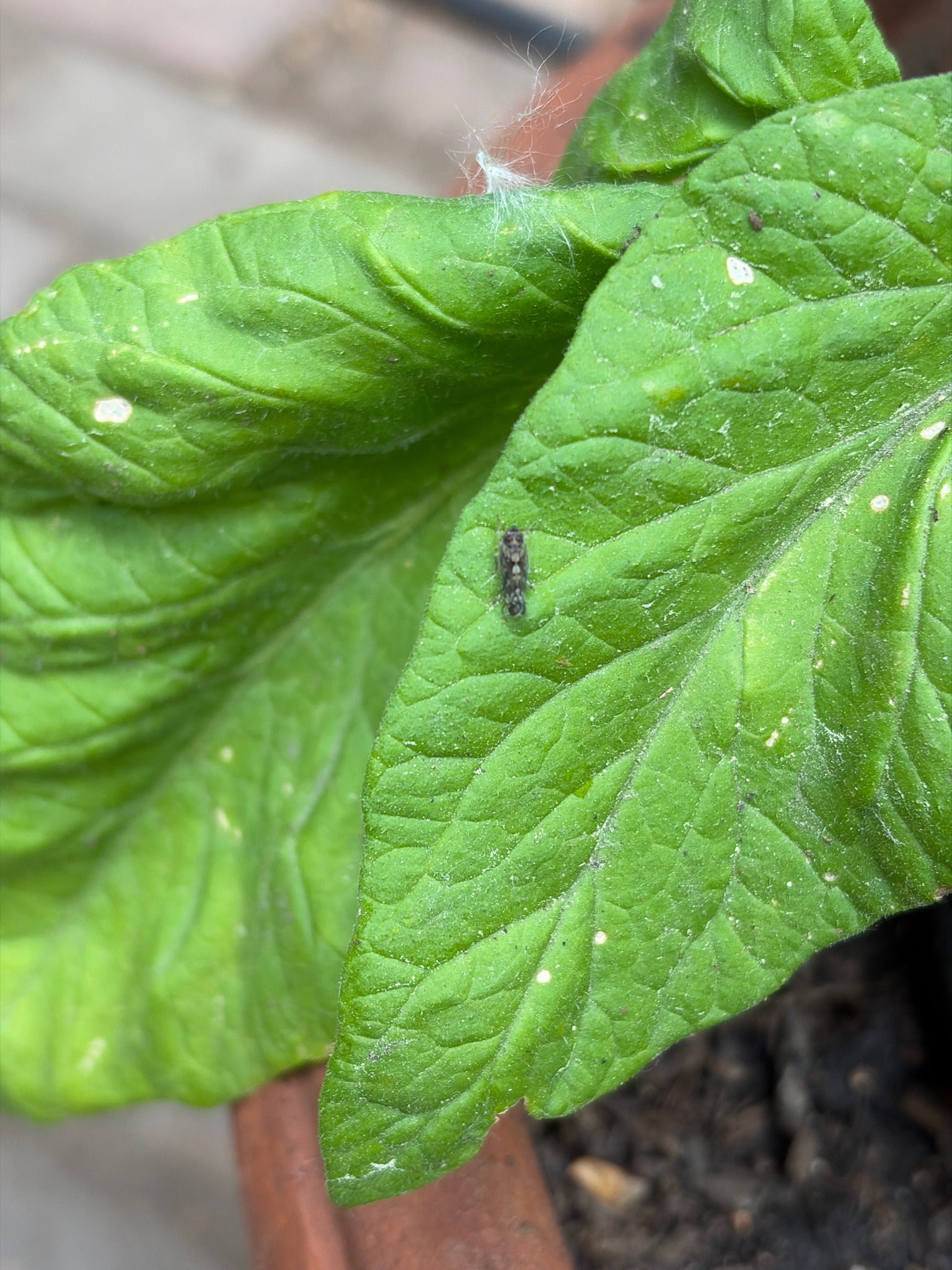 Tomato Psyllid / Potato Psyllid