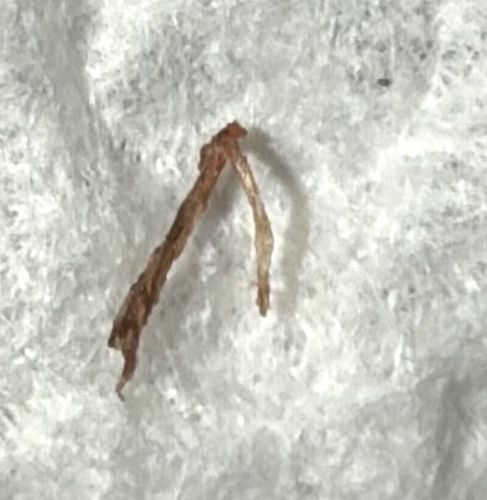 Not a bug (Likely debris, scab, or plant matter)
