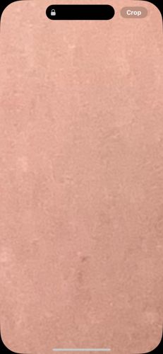 No insect identified