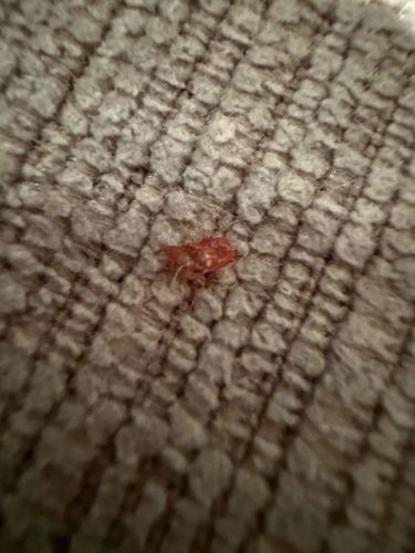 Carpet Beetle (likely Varied Carpet Beetle or Furniture Carpet Beetle)