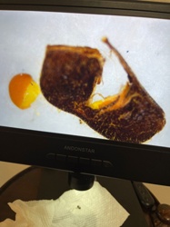 Honey Bee Prop-pod/Pollen