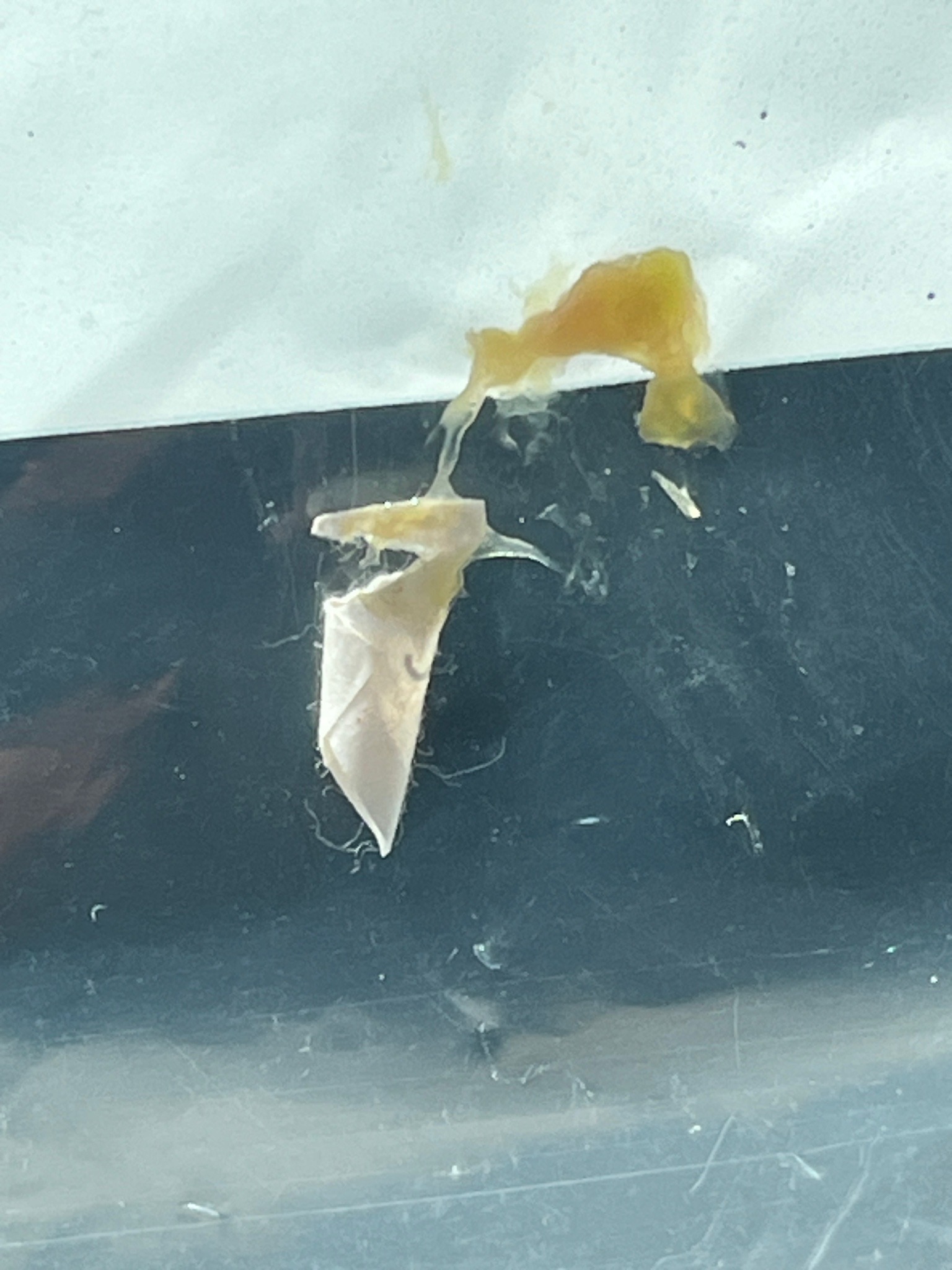 Silverfish