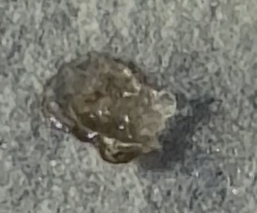 Junk Bug or Trash Bug (Green Lacewing Larva)