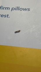 Carpet beetle larva (likely varied carpet beetle or furniture carpet beetle)