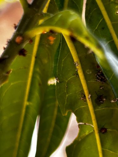 Mango leafhopper