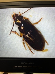 Ground Beetle