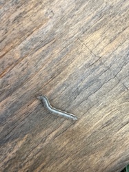 Cabbage Looper (larva)