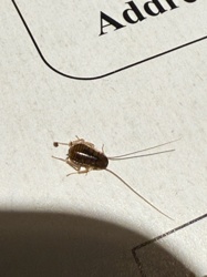 German Cockroach Nymph