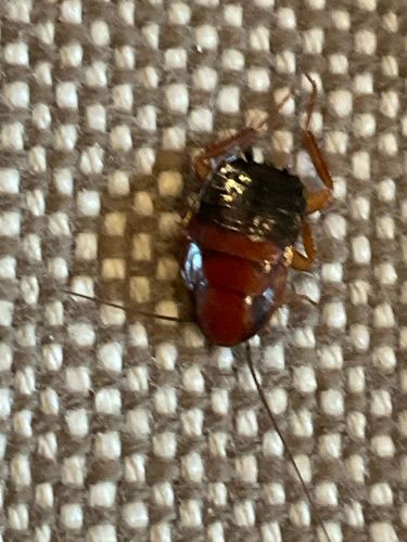 Cockroach