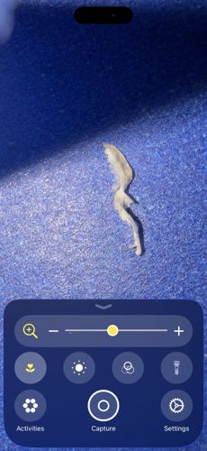 Pharaoh Ant (unconfirmed/fragmented)
