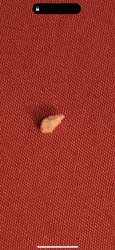 Case-bearing Clothes Moth