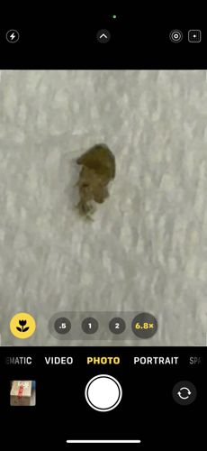 Case-bearing Clothes Moth Larva