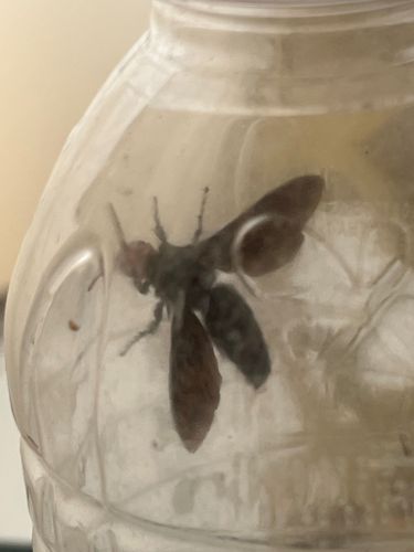 Black-bodied Wasp (likely a species of Mason Wasp or Potter Wasp)
