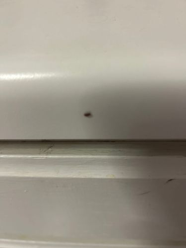Bed Bug