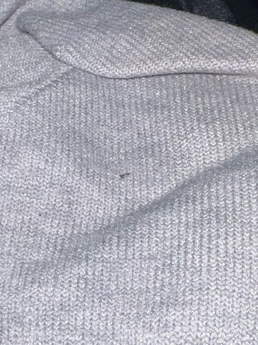 Carpet Beetle (likely Varied Carpet Beetle or Black Carpet Beetle)