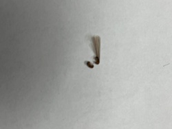 Termite