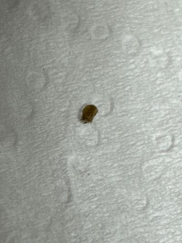 Carpet Beetle (larva)