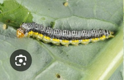 Diamondback Moth Larva