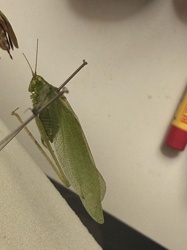 Katydid