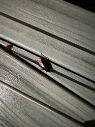 American Cockroach (and possibly German Cockroach for the smaller one)