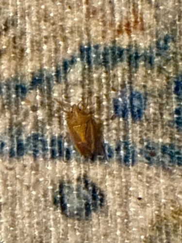 Brown Marmorated Stink Bug