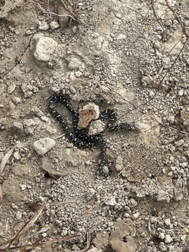 Eastern Kingsnake