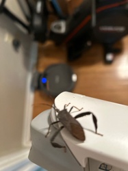 Western Conifer Seed Bug