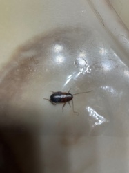 Brown-banded Cockroach (nymph)