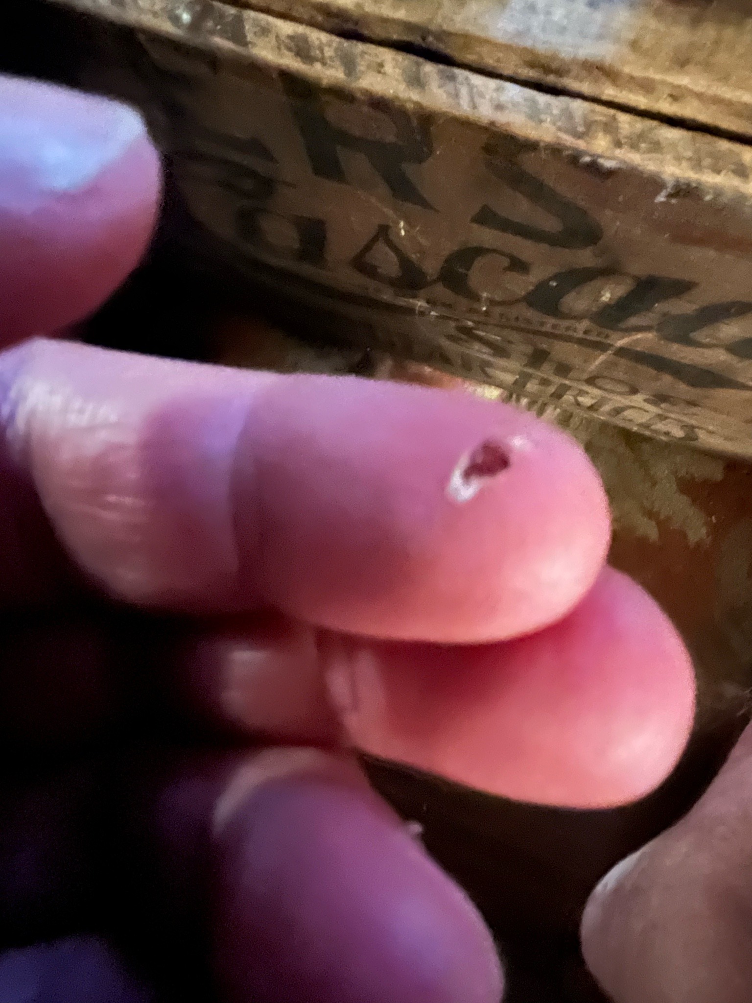 No insect identified