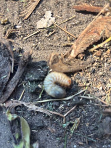 Grub (Beetle Larva)