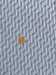 Lace Bug