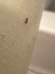 Booklouse (or Psocid)