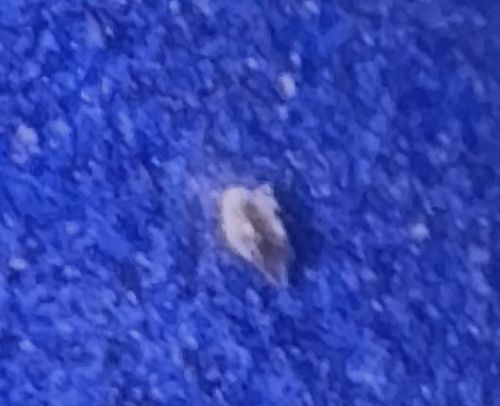 Case-bearing Clothes Moth (larva)