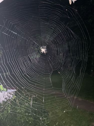 Orb Weaver Spider (likely genus Argiope or Neoscona based on visible features and web type)