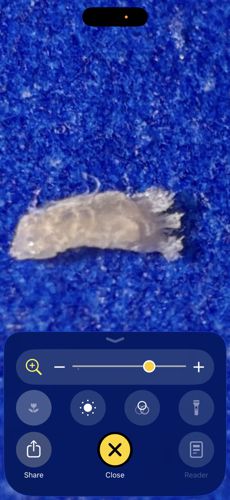 Carpet Beetle Larva (shed skin)