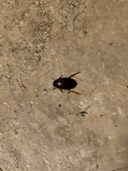 Diving Beetle, Water Beetle