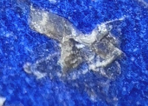 Case-bearing Clothes Moth (specimen likely a larva inside its case)