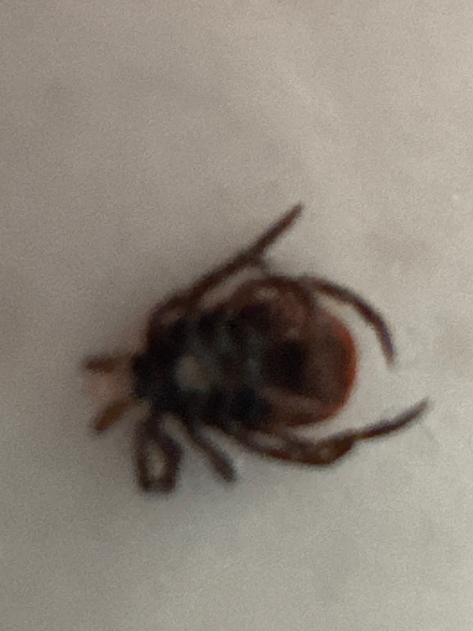 Black-legged Tick (Deer Tick)