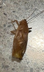 Cockroach (likely American Cockroach or a similar large species)