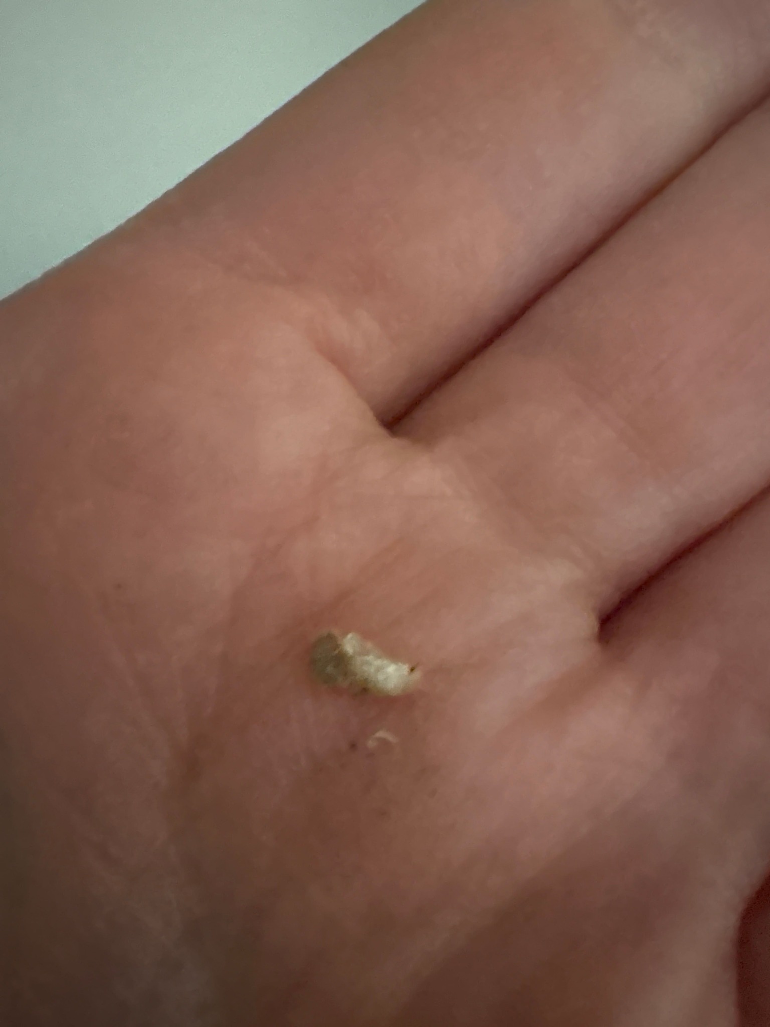 Case-bearing clothes moth (larva)