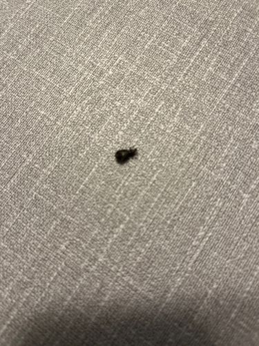 Carpet Beetle