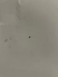 Carpet Beetle (likely Black Carpet Beetle)