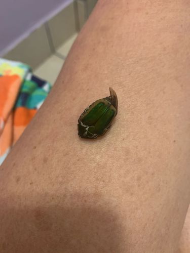 Flower Chafer (likely a species of Scarab beetle, possibly genus Gymnetis or Cotinis based on appearance)